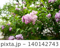 ライラック 140142743