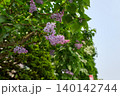 ライラック 140142744