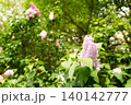ライラック 140142777