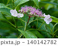 ガクアジサイの愛らしい花びら 140142782