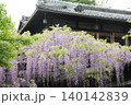 美しい藤の花 140142839