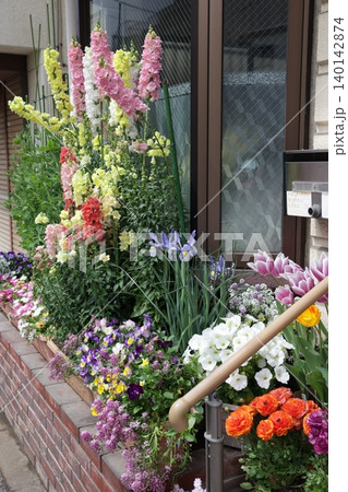 玄関先に咲き誇る色とりどりの春の花壇・住宅街の彩り 140142874