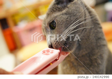 おやつを食べる猫 おやつを食べる猫 140142990
