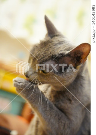 毛づくろいでうつむく猫 毛づくろいでうつむく猫 140142995