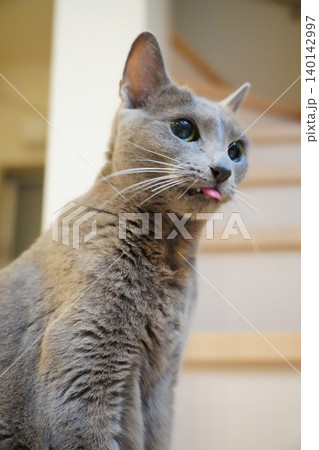 舌をしまい忘れた猫 舌をしまい忘れた猫 140142997