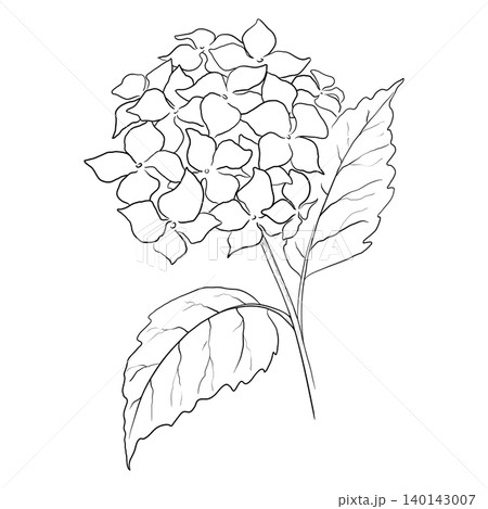 Line Drawing of a Blooming Hydrangea Branch with Leaves 140143007