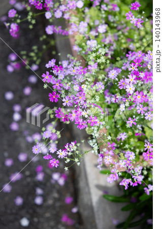 花壇からあふれるプリムラの小花・ピンクと紫の春の彩り 花壇からあふれるプリムラの小花・ピンクと紫の春の彩り 140143968