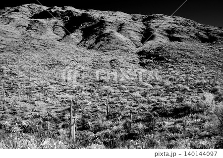 High Contrast Old Saguaro Cactus Sonora desert Arizona in Black and White High Contrast Old Saguaro Cactus Sonora desert Arizona in Black and White 140144097