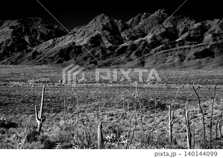 High Contrast Old Saguaro Cactus Sonora desert Arizona in Black and White 140144099