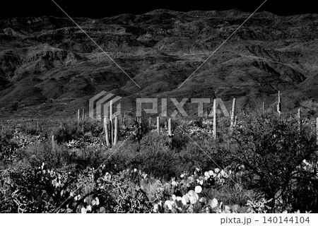 High Contrast Old Saguaro Cactus Sonora desert Arizona in Black and White High Contrast Old Saguaro Cactus Sonora desert Arizona in Black and White 140144104