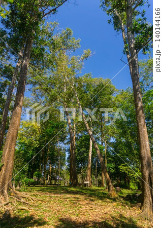 The natural beauty of Indonesia's mangrove forests with beautiful forests at sunrise. The natural beauty of Indonesia's mangrove forests with beautiful forests at sunrise. 140144166