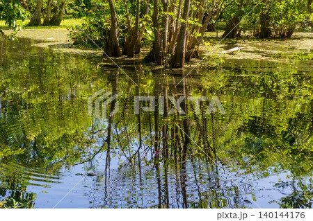 The natural beauty of Indonesia's mangrove forests with beautiful forests at sunrise. The natural beauty of Indonesia's mangrove forests with beautiful forests at sunrise. 140144176