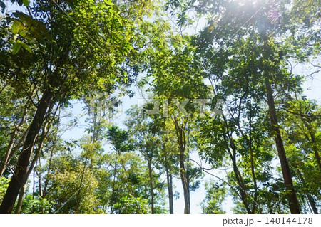 The natural beauty of Indonesia's mangrove forests with beautiful forests at sunrise. The natural beauty of Indonesia's mangrove forests with beautiful forests at sunrise. 140144178