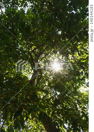 The natural beauty of Indonesia's mangrove forests with beautiful forests at sunrise. The natural beauty of Indonesia's mangrove forests with beautiful forests at sunrise. 140144183