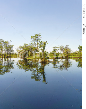 The natural beauty of Indonesia's mangrove forests with beautiful forests at sunrise. The natural beauty of Indonesia's mangrove forests with beautiful forests at sunrise. 140144199