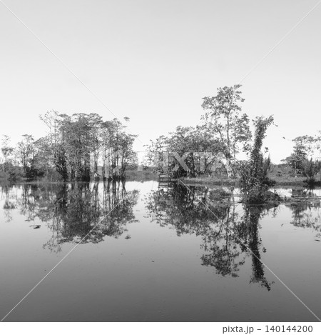 The natural beauty of Indonesia's mangrove forests with beautiful forests at sunrise. The natural beauty of Indonesia's mangrove forests with beautiful forests at sunrise. 140144200
