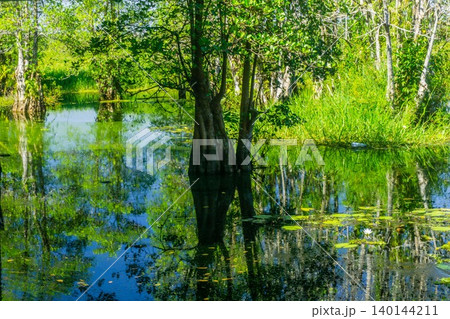 The natural beauty of Indonesia's mangrove forests with beautiful forests at sunrise. The natural beauty of Indonesia's mangrove forests with beautiful forests at sunrise. 140144211