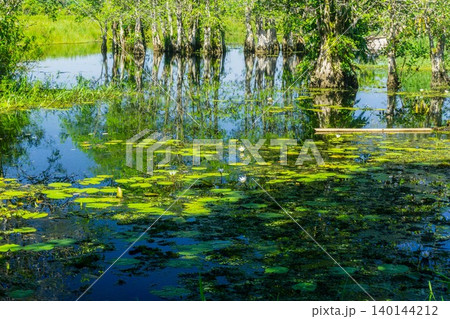 The natural beauty of Indonesia's mangrove forests with beautiful forests at sunrise. The natural beauty of Indonesia's mangrove forests with beautiful forests at sunrise. 140144212