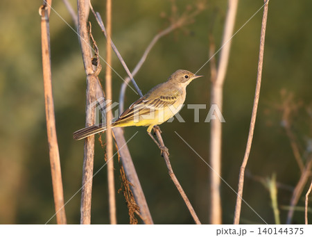 Western Yellow Wagtail (Motacilla flava) 140144375