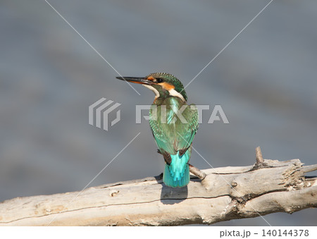 Common Kingfisher (Alcedo atthis) Common Kingfisher (Alcedo atthis) 140144378