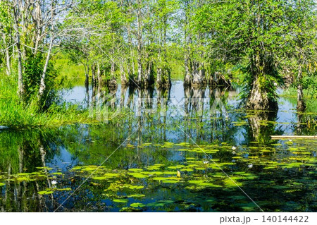 The natural beauty of Indonesia's mangrove forests with beautiful forests at sunrise. The natural beauty of Indonesia's mangrove forests with beautiful forests at sunrise. 140144422