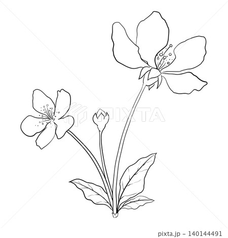 Line Drawing of a Flowering Tree Branch 140144491