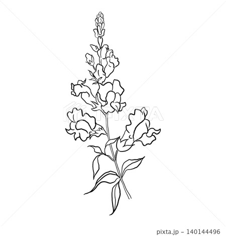 Snapdragon Drawn With Lines On A White Background Snapdragon Drawn With Lines On A White Background 140144496
