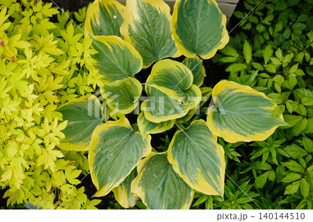 Ornamental Liberty Hosta Bush with Large Variegated Leaves Ornamental Liberty Hosta Bush with Large Variegated Leaves 140144510