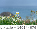 冬の日本海を背景に咲く清楚な水仙 140144676