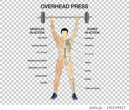 Educational infographic of overhead press exercise, labeling human muscle and bone anatomy in action during barbell weightlifting training isolated on white background, Anatomy of human 140144927