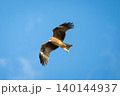 青空を舞うトビの飛翔姿 140144937