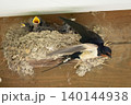 ツバメの巣でひなに給餌する親鳥 140144938