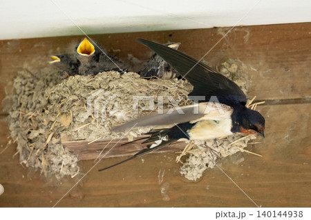 ツバメの巣でひなに給餌する親鳥 140144938