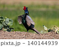 羽を広げて鳴くキジの雄 140144939