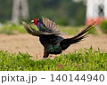 田園で羽ばたくキジの繁殖行動 140144940