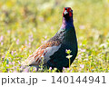 レンゲ畑にたたずむキジの雄 140144941
