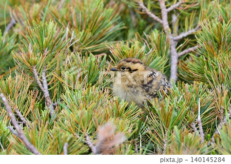 ハイマツ林に隠れている雷鳥のヒナ ハイマツ林に隠れている雷鳥のヒナ 140145284