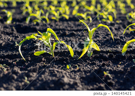 Fresh corn sprouts stretch toward the sky, surrounded by fertile earth, showcasing nature's resilience in the gentle sunlight of midday Fresh corn sprouts stretch toward the sky, surrounded by fertile earth, showcasing nature's resilience in the gentle sunlight of midday 140145421