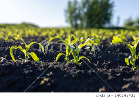 Bright green corn sprouts break through rich earth, reaching for sunlight in a warm, vibrant field on a sunny day Bright green corn sprouts break through rich earth, reaching for sunlight in a warm, vibrant field on a sunny day 140145433