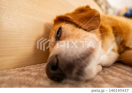 Soft golden fur glistens as the dog lies peacefully on the carpet, warmed by gentle sunlight streaming through nearby windows Soft golden fur glistens as the dog lies peacefully on the carpet, warmed by gentle sunlight streaming through nearby windows 140145437