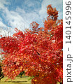 真っ赤に色づいた紅葉 140145996