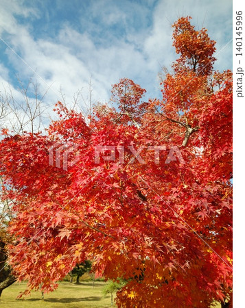 真っ赤に色づいた紅葉 真っ赤に色づいた紅葉 140145996