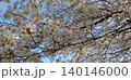 桜の花と青い空 140146000