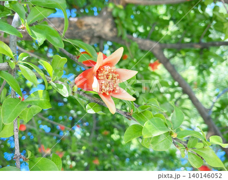 花盛りのザクロの木 140146052