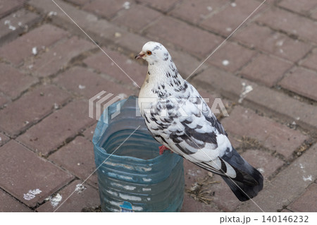 A white and grey pigeon stands on a discarded blue plastic bottle on paved ground, highlighting urban nature interaction and the environmental impact of waste in city parks today A white and grey pigeon stands on a discarded blue plastic bottle on paved ground, highlighting urban nature interaction and the environmental impact of waste in city parks today 140146232