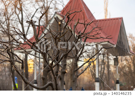 Pruned tree branches stand in front of a rustic architectural structure with a red roof, creating a tranquil winter scene in a public park setting under a soft morning light glow Pruned tree branches stand in front of a rustic architectural structure with a red roof, creating a tranquil winter scene in a public park setting under a soft morning light glow 140146235