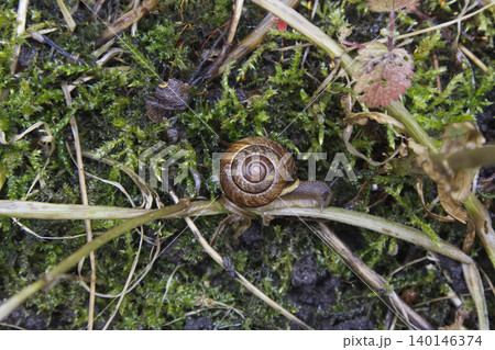 Top View of Garden Snail on Green Moss and Plant Stems Top View of Garden Snail on Green Moss and Plant Stems 140146374