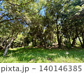 樹木と草原の風景 140146385
