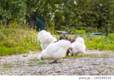 Low angle view of group of chinese Silkie Brahma chickens and cock feeding in grass meadow. White hen walking at farm. Sustainably Raised Chicken In Species-Appropriate Free-Range Husbandry 140146520