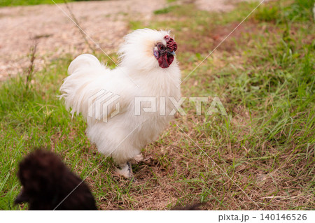 Top view of white Chinese rooster Silky Brahma flaps his wings on the farm. Ethically Raised Chicken in Natural, Free-Range Farming Top view of white Chinese rooster Silky Brahma flaps his wings on the farm. Ethically Raised Chicken in Natural, Free-Range Farming 140146526